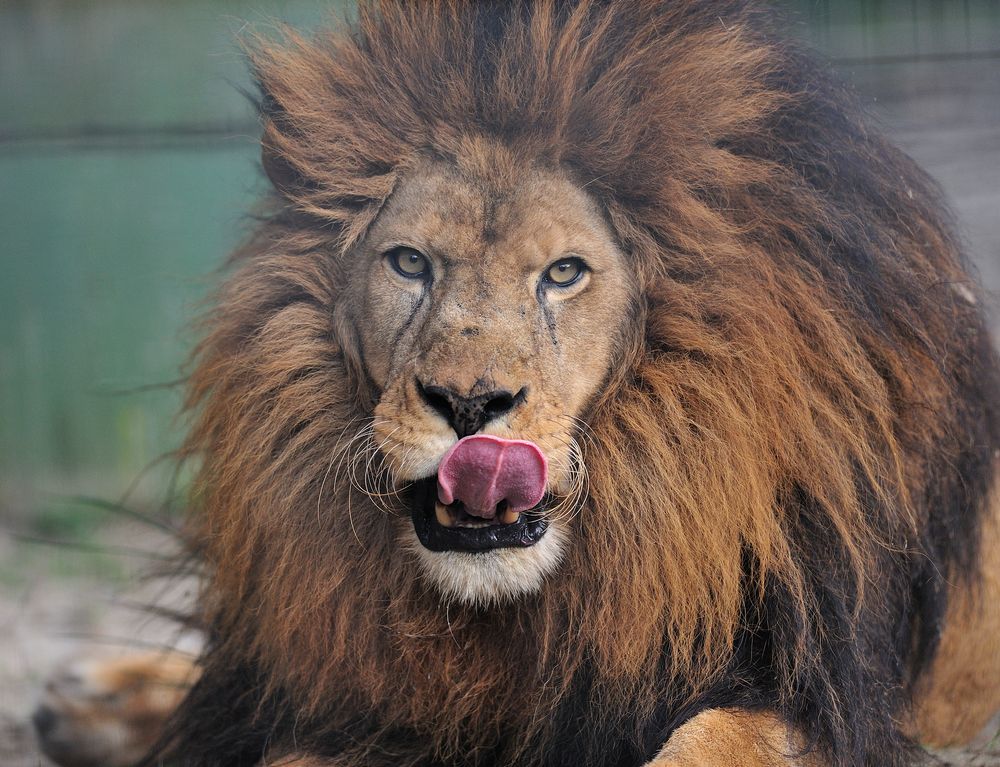 Lions Leitbild - Wertschätzung