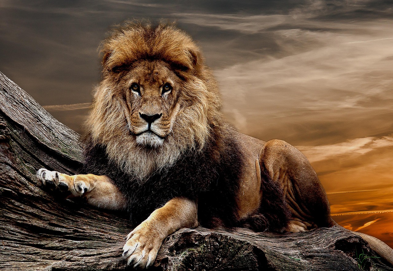Lions unterstützen